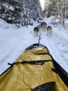 beautiful dogs pulling dogsled, racing downhill