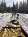 beautiful dogs pulling dogsled, working hard
