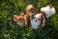 Dogs in the grass Royalty Free Stock Photo