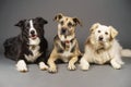 3 dogs Royalty Free Stock Photo