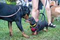 Dogs greeting one another in a park