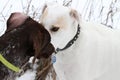 Dogs greeting