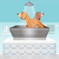 Dogs grooming care