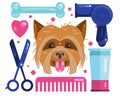 Dogs grooming. Blow-Dry, Cut and Comb