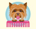 Dogs grooming. Haircut, combing and grooming pets.