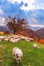 Dogs guard the sheep on the mountain pasture Royalty Free Stock Photo