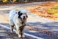 Dogs guard the sheep on the mountain pasture Royalty Free Stock Photo