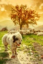 Dogs guard the sheep on the mountain pasture Royalty Free Stock Photo