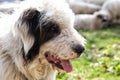 Dogs guard the sheep on the mountain pasture Royalty Free Stock Photo