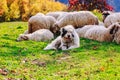 Dogs guard the sheep on the mountain pasture Royalty Free Stock Photo