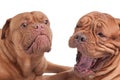 Dogs are having fun Royalty Free Stock Photo