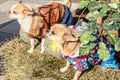 Dogs on hay Royalty Free Stock Photo