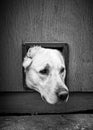 Dogs head through cat flap - black & white Royalty Free Stock Photo