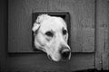 Dogs head through cat flap - black & white Royalty Free Stock Photo