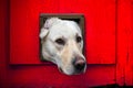 Dog with head through cat flap against red wooden door Royalty Free Stock Photo