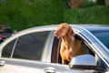Dogs Head out of a Window Royalty Free Stock Photo