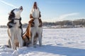 Dogs howl. Two Siberian huskies dogs howl with their muzzles up.