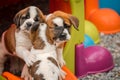 Dogs hugging together. White and brown Saint Bernard puppies. St. Bernard. Alpine Spaniel