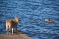 Dogs hunting ducks, retrieving on water and land