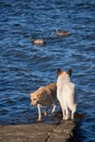 Dogs hunting ducks, retrieving on water and land