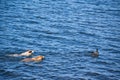 Dogs hunting ducks, swimming on water