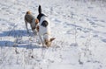 Dogs hunting fore small rodents under fresh snow