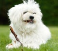 This is a dogs idea of heaven. A fluffy white dog happily holding onto a stick outside on lush green grass.