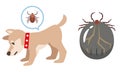 Dogs infested with ticks and ticks after sucking blood