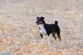 Dogs of the Jack Russell Terrier breed on an autumn background