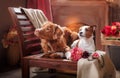 Dogs Jack Russell Terrier and Dog Nova Scotia Duck Tolling Retriever portrait dog lying on a chair in the studio