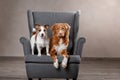 Dogs Jack Russell Terrier and Dog Nova Scotia Duck Tolling Retriever