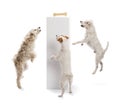 Dogs jumping and looking at a bone on a pedestal