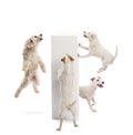 Dogs jumping and looking at pedestal