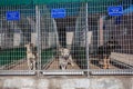 Dogs Kennel Cages Waiting Owners