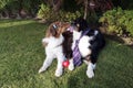 Dogs Kissing Red Heart Garden Valentines day Green Grass