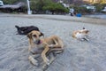 Dogs laying down the beach of Taganga in the morning. Colombia