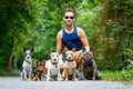 Dogs with leash and owner ready to go for a walk Royalty Free Stock Photo