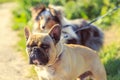 Dogs on leashes to walk warm summer day Royalty Free Stock Photo