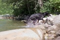 dogs leaving creek splashing crazily Royalty Free Stock Photo