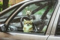 Dogs left alone in locked car. Abandoned animal concept