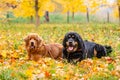 Dogs lie in the autumn forest. Focus on the black dog.