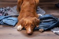 Dogs lie on scattered clothes at home. Pets are going on vacation. Nova Scotia Duck Tolling Retriever indoors