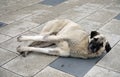 dogs living on the street, a dog on the street is lying on the pavement, a stray dog is sleeping, a large stray dog