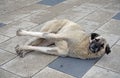 dogs living on the street, a dog on the street is lying on the pavement, a stray dog is sleeping, a large stray dog