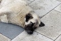 dogs living on the street, a dog on the street is lying on the pavement, a stray dog is sleeping, a large stray dog