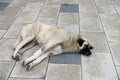 dogs living on the street, a dog on the street is lying on the pavement, a stray dog is sleeping, a large stray dog