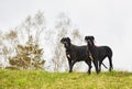 Dogs looking at camera Royalty Free Stock Photo