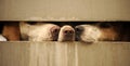 Dogs looking through fence