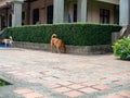 Dogs looking for food in park,Pet is cute,Behind is a Thai building.,At Sri Nakhon Khuean Khan Park and Botanical Garden in Bangko