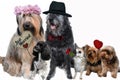 Dogs in love. just married couple and guests Royalty Free Stock Photo